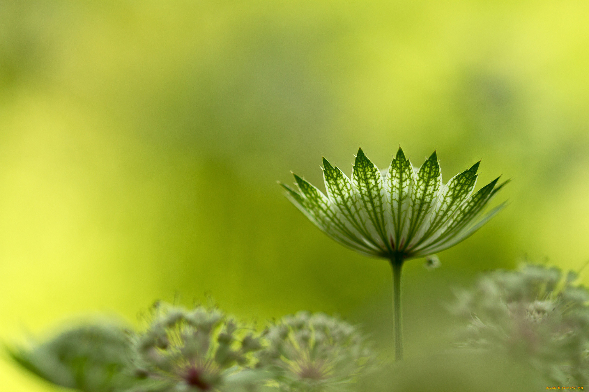 , , , , astrantia, major